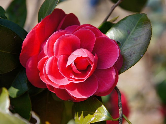 Снимка: Wikimedia Commons