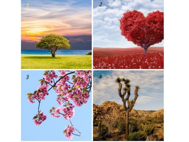 Снимки: pexels