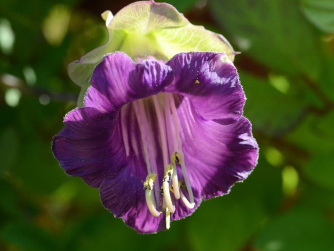 Снимка: Wikimedia Commons