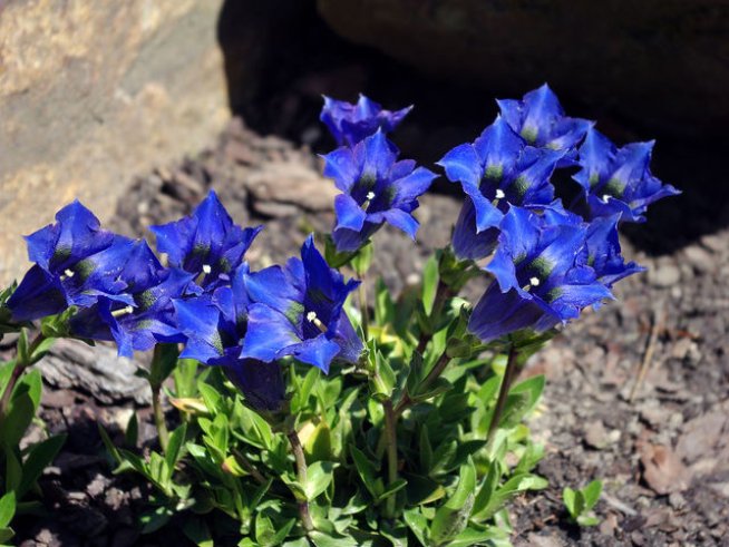 Снимка: Wikimedia Commons