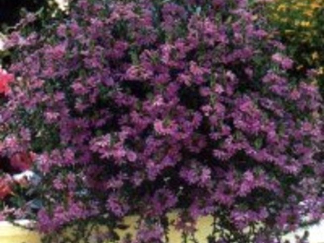 Scaevola aemula  /Скаевола, Сцевола/