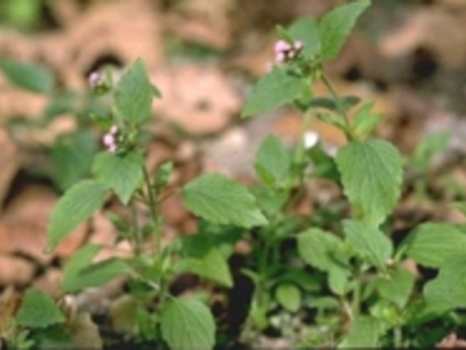 Ageratum /Агератум/