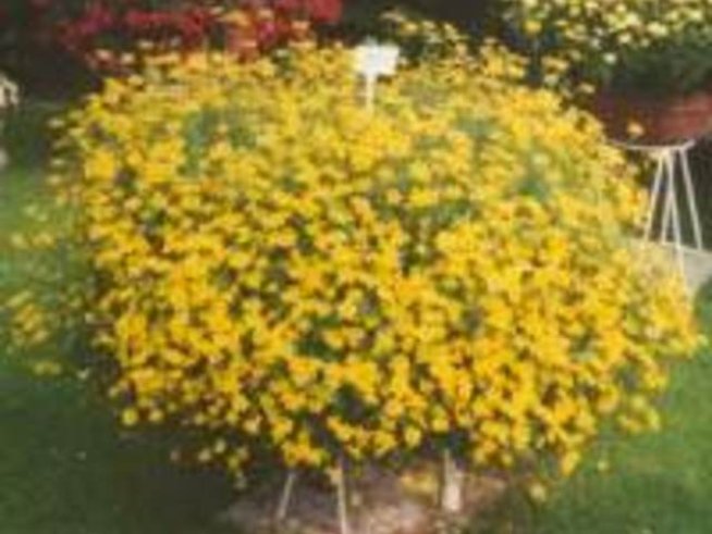 Bidens ferufolia (Биденс)