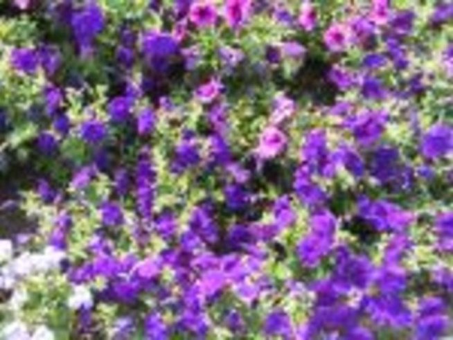 Petunia hibrid (Петуния)