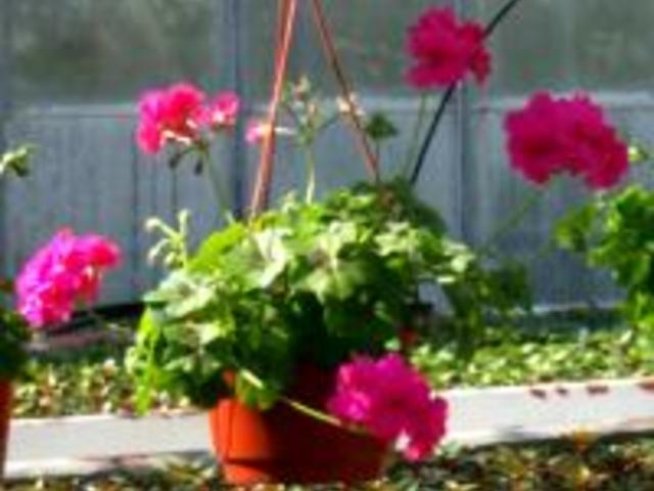 Pelargonium peltatum (Сакъзче, Алпийско мушкато)