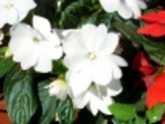 Impatiens New Guinea (Импатиенс Нова гвинея)