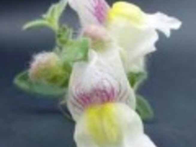 Антуриум - Antirrhinum