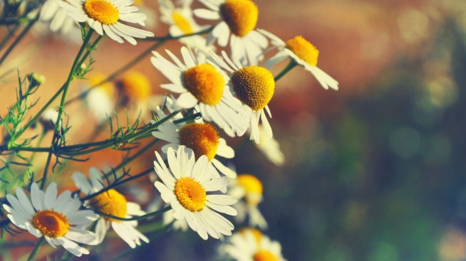 Рано сутринта се събират билки и цветя, които се поставят във вода. Снимка: istock