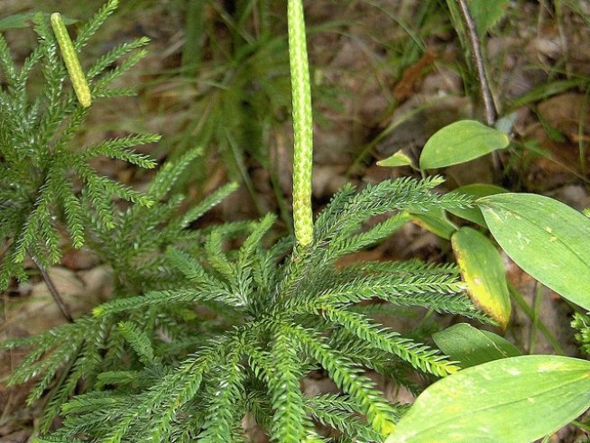 Снимка: Wikimedia Commons