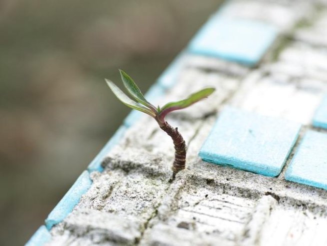 Снимка: pexels