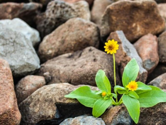 Снимка: pexels