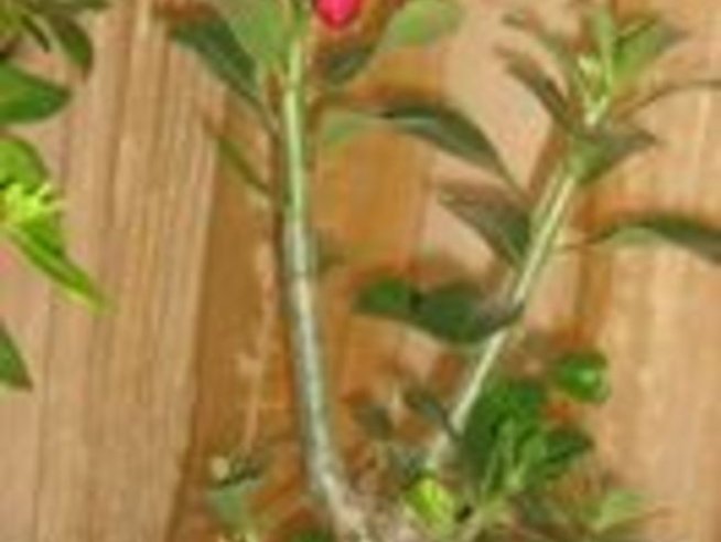 Пустинна роза – екзотичната красота