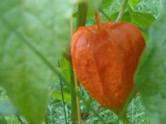 Физалис – оранжевото вкусно цвете