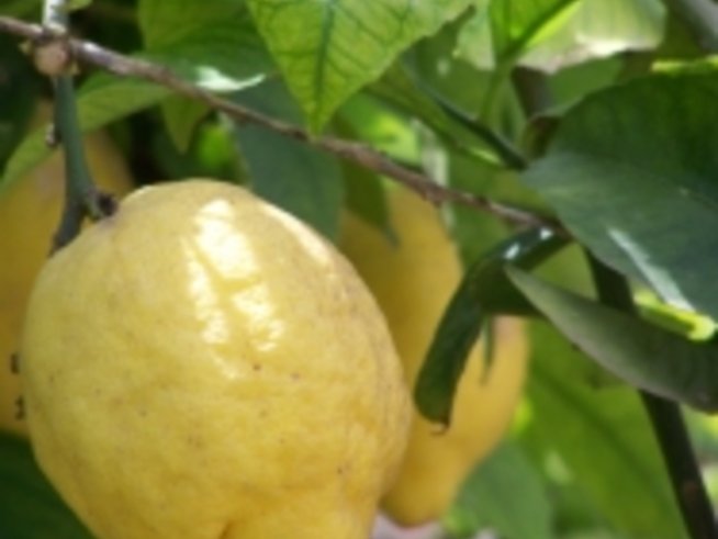 Витамин C в различните плодове