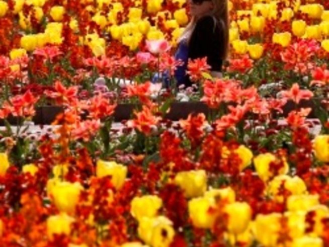 Знаем ли как да избираме цветя