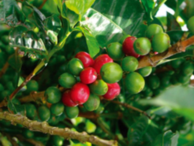 Зелените зърна на кафето забавят стареенето