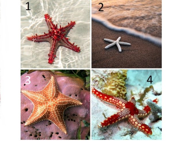 Снимки: Istock