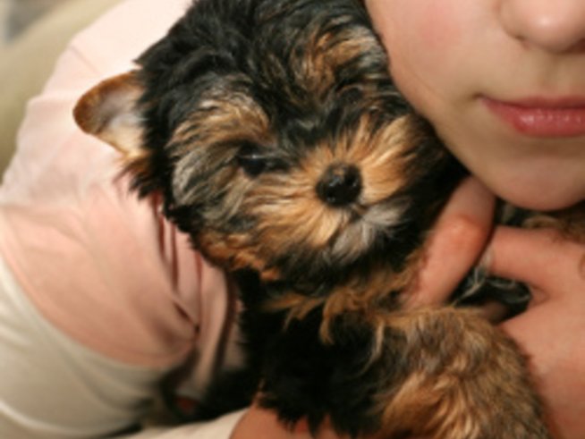 Подходящи породи кучета за хора с алергии