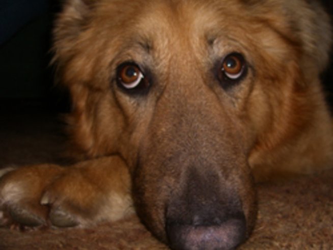 Кучето – символ на вярна дружба