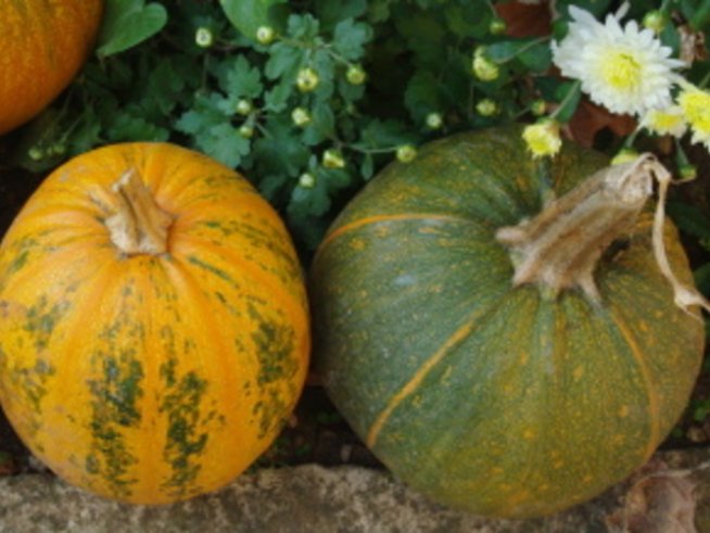 Всичко с тиква