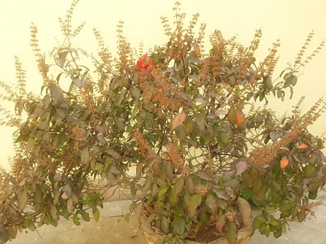 Снимка: Wikimedia Commons