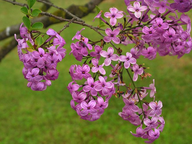 Снимка: Stardust