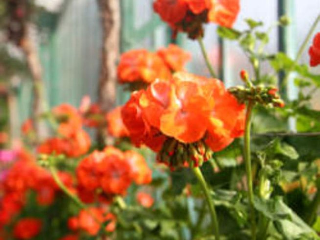 Аранжиране на цветя за нидерландската кралица в парка „Заимов“ в София