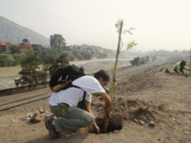 Дървото на живота в саксия за пари и късмет