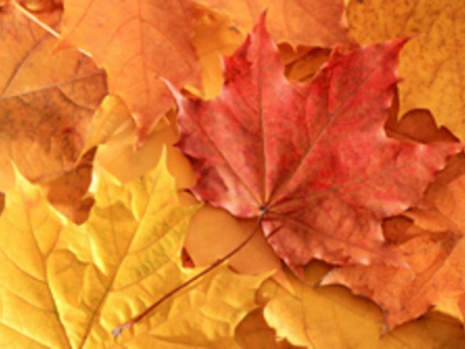 Моята есен – моето чудо