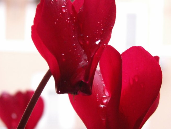 Снимка: Sxc.hu