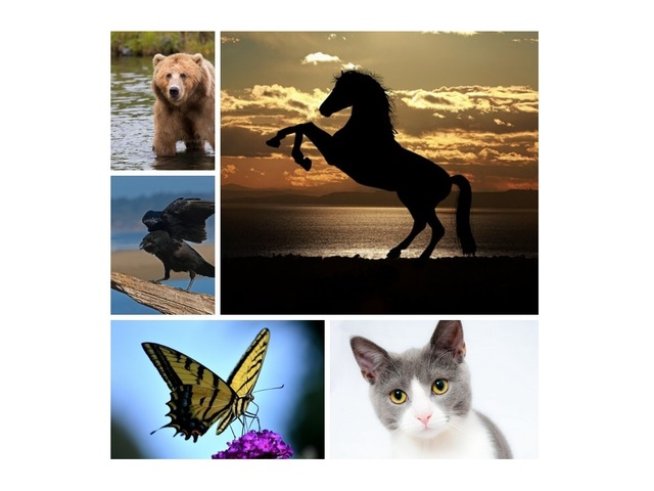 Снимки: pixabay