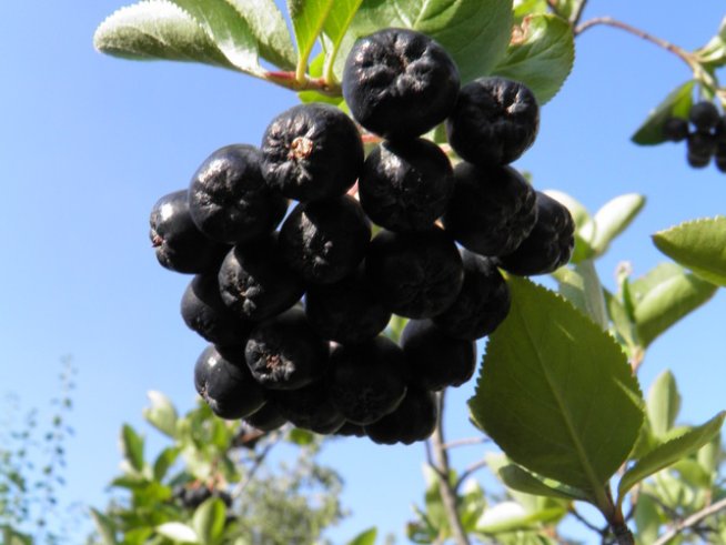 Снимка: Вергиния Генова