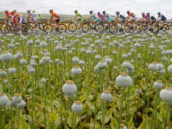 Екомотиви да предпочетем органичния памук