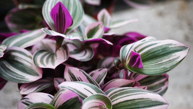 Tradescantia albiflora. Снимка: iStock