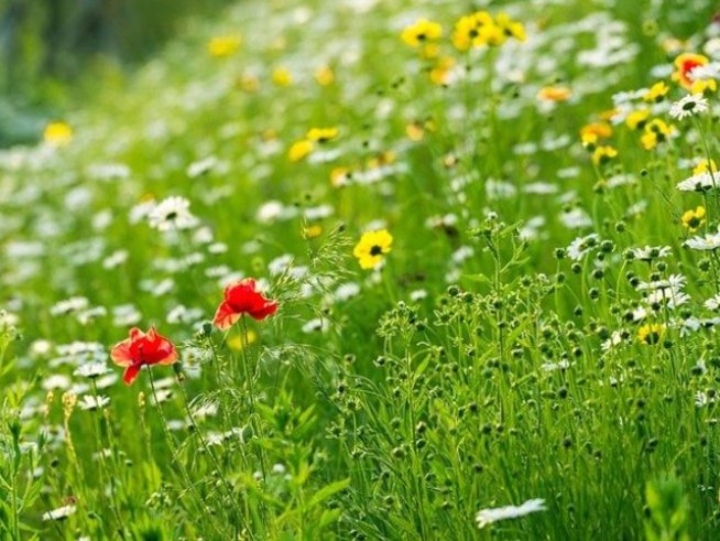 Снимка: pixabay