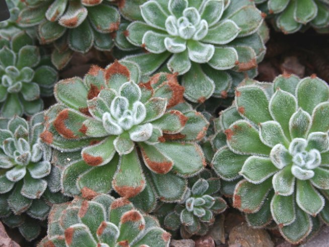 Снимка: Wikimedia Commons