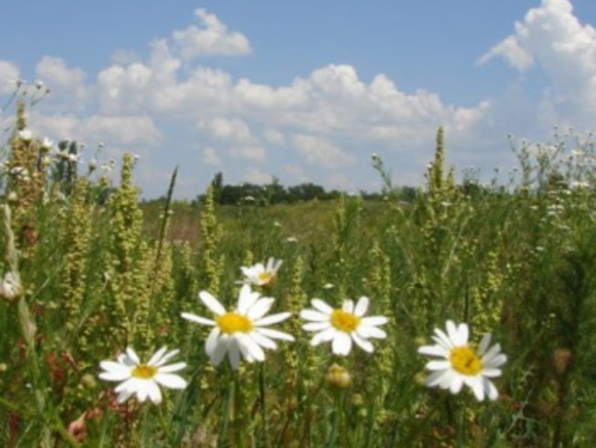 5 природни лека срещу ухапвания от комари