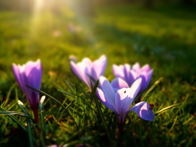 снимка: freeimages.com