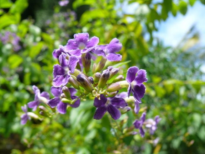 Снимка: Wikimedia Commons