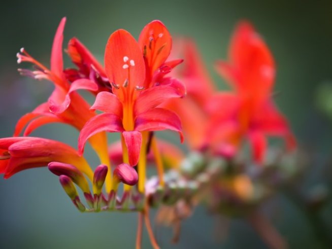 Снимка: Wikimedia Commons