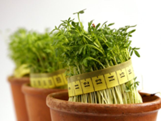 Лунна диета – ноември 2010