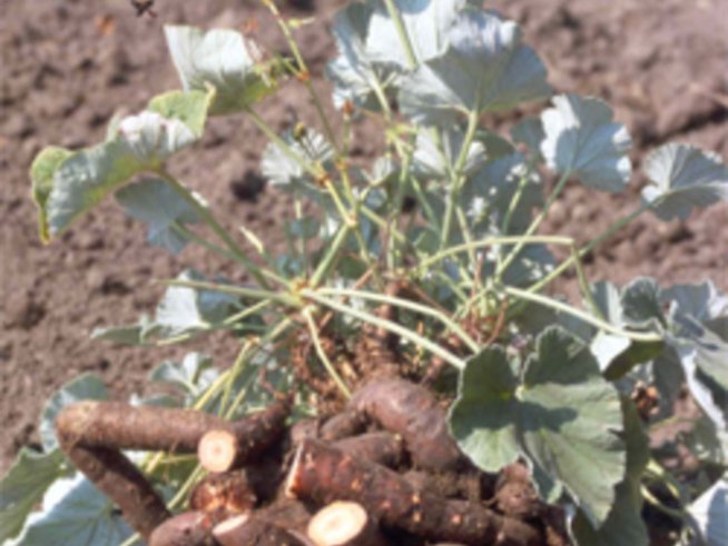 Високотехнологични клинични проучвания потвърждават вековна традиция