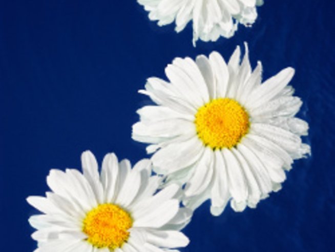 Естествени лекове за успокояване на нервите