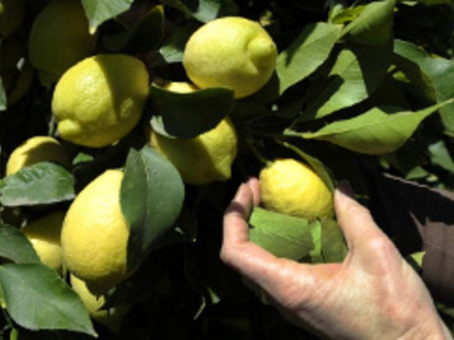 Лимонов скраб за тяло