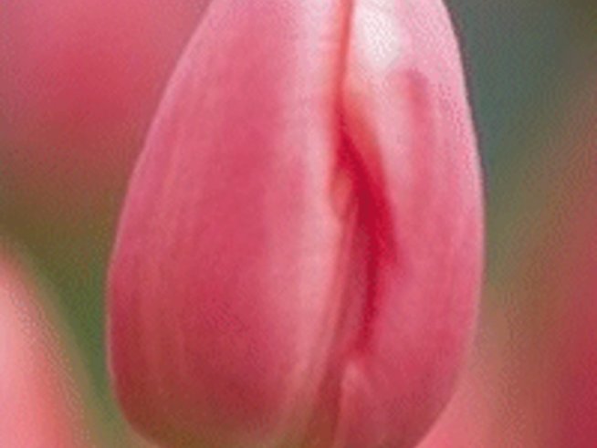 Почиват ли цветята?