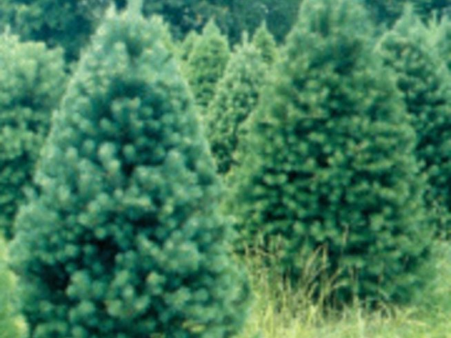 Засадете отново елхата си след празниците