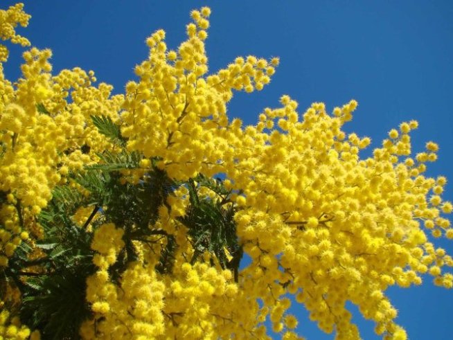 Снимка: wikimedia commons