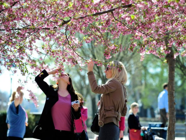 Шуслерови соли за здраве и самочувствие (VII част)