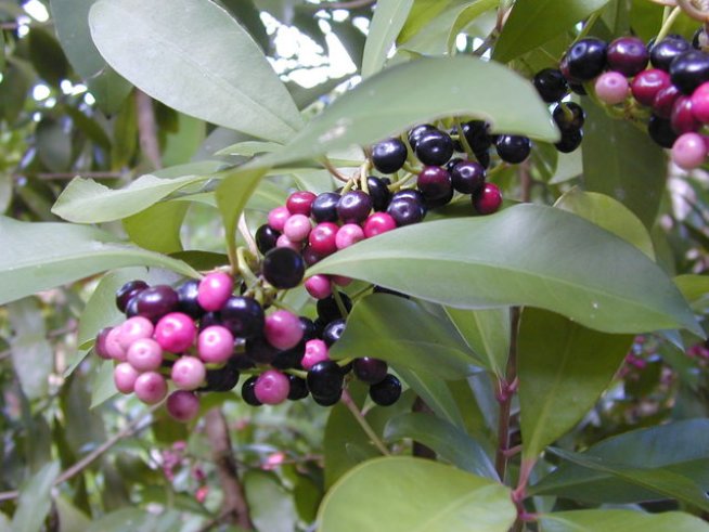 Снимка: wikimedia commons