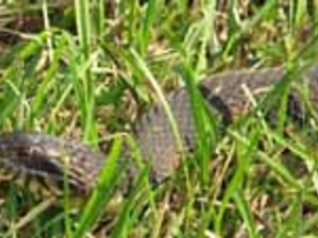 Празникът на змията – Йеремия